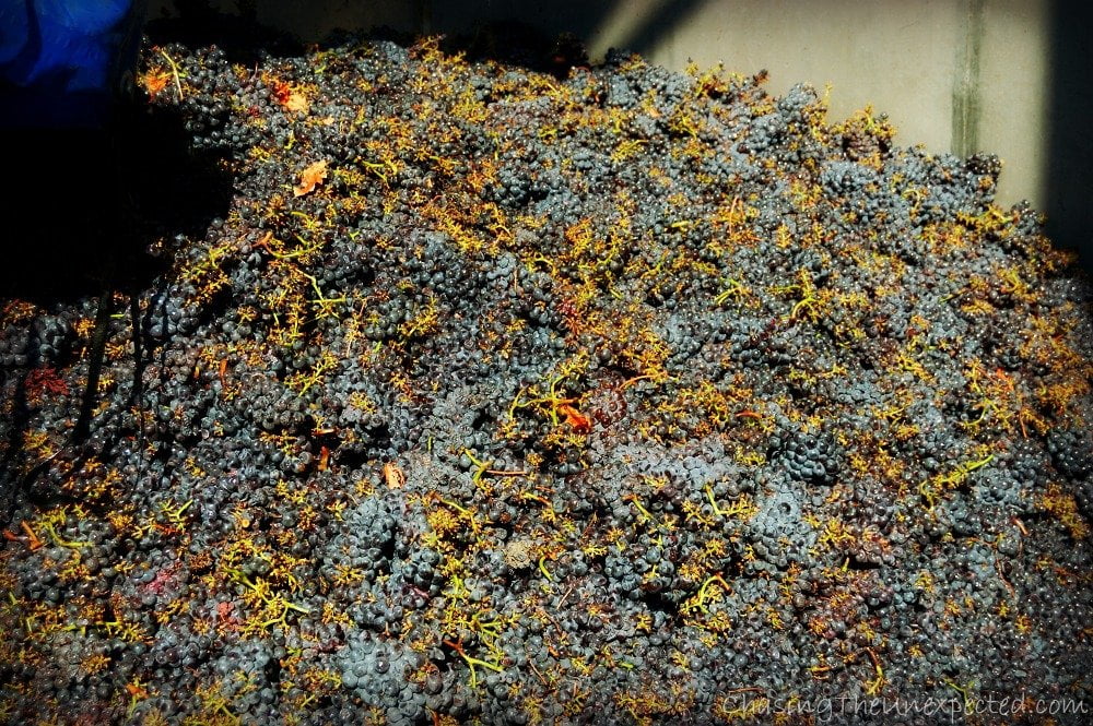 Harvesting in Sardinia, time to produce the new wine