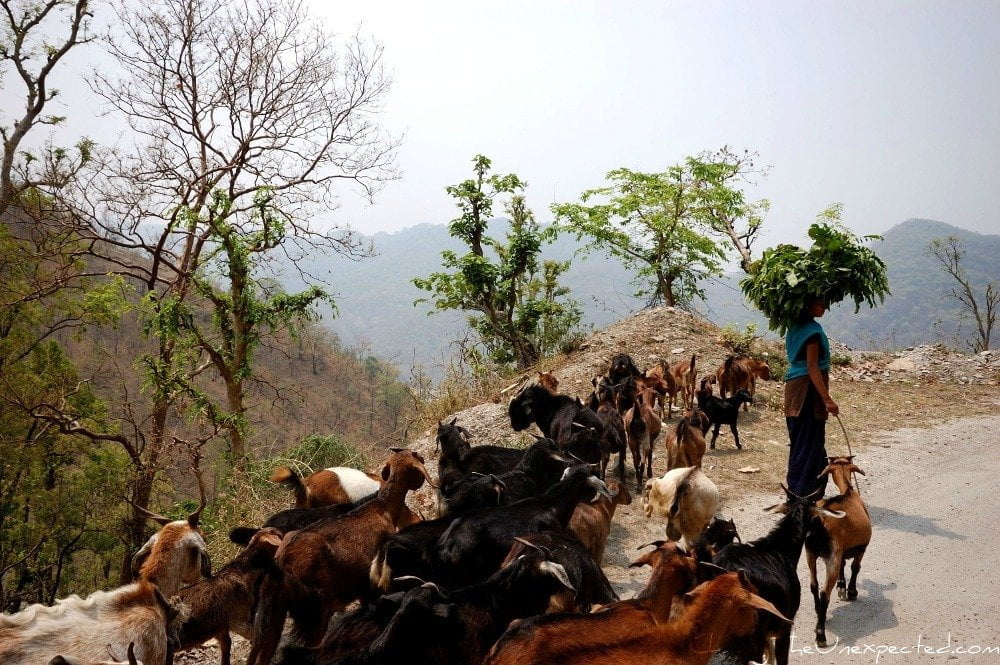 goats - Travel Images